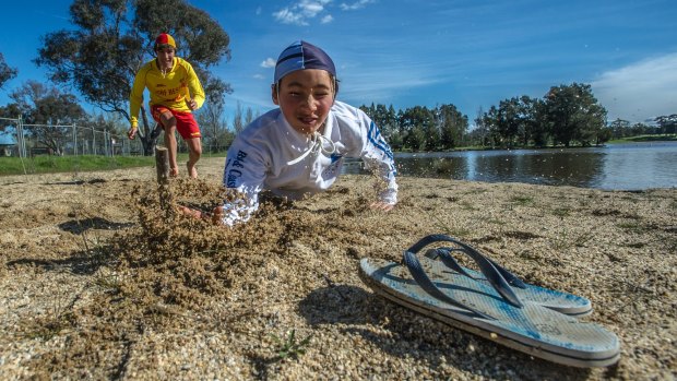 Surf Life Saving is bringing its Nippers program to Canberra starting this summer.