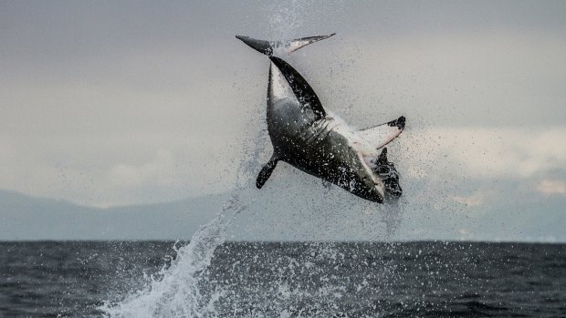 A great white shark leaps from South African waters to catch a fur seal in the documentary series <i>Shark</i>. 