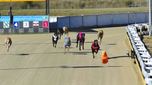 Greyhounds compete at the Canberra Greyhound Racing Club in February last year.