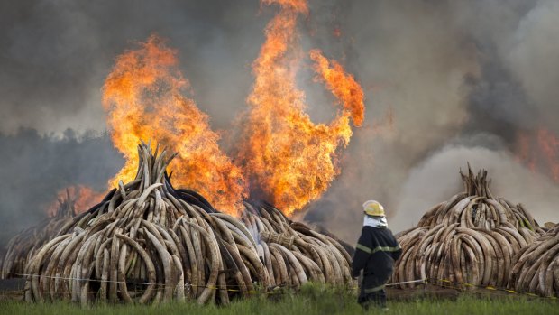 Pyres of ivory are set on fire in Nairobi National Park, Kenya, in April in a move designed to thwart the illicit trade of African ivory.