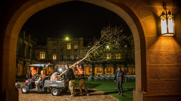 Sydney University Grounds Manager Mark Moeller and ground staff with a jacaranda tree which was successfully cloned from the original tree in the main quadrangle.