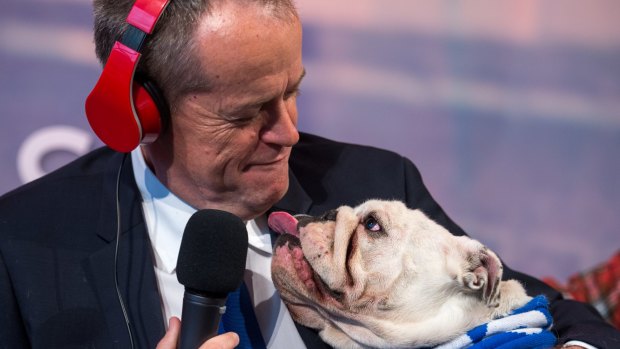 Federal Opposition Leader Bill Shorten with Matilda, his 3-year-old bulldog on Nova radio. The network's lightheartedness helped owner Lachlan Murdoch secure competition approval to buy Ten. 