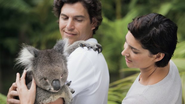 You can cuddle a koala at Australia Zoo.
