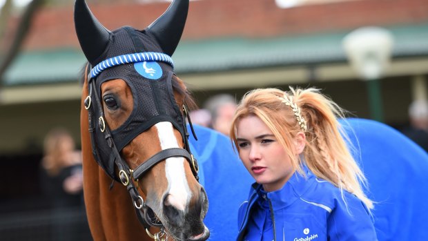 Blue army: Melbourne Cup favourite Hartnell could be one of six runners for Godolphin.