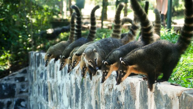 A row of coati near Iguassu Falls.