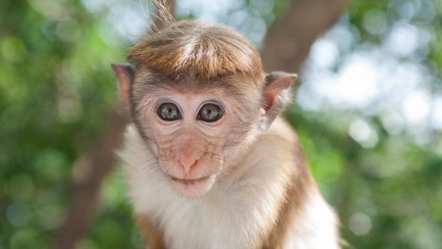 A juvenile macaque.
