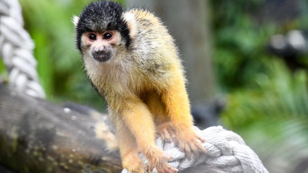 Squirrel monkeys on their newly opened jungle walk at Taronga Zoo on Thursday.