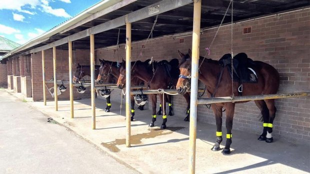 The ATC's mounted division has been closed since cruelty allegations surfaced in January.