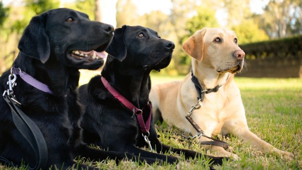 Golden Retriever/Labrador X dogs in training to be guide dogs. 