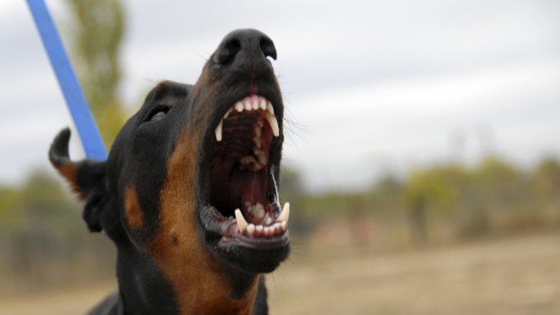 A group of people drinking in a Townsville park allegedly started a dog fight.
