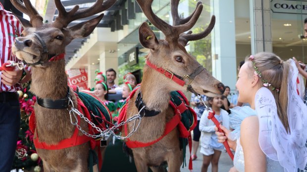 Reindeer in Brisbane's CBD? Christmas must be around the corner.