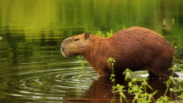 The world's largest rodent, the capybara, in the Pantanal wetlands.