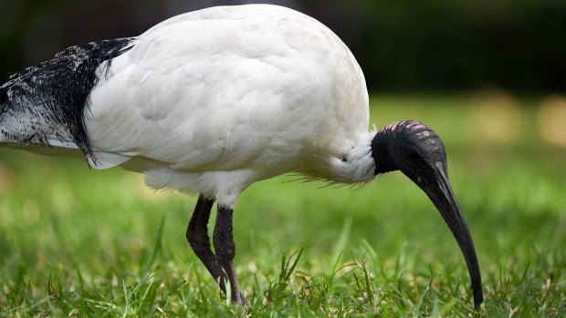 Jeffrey Hanna was found guilty of strangling an ibis in Brisbane's CBD.
