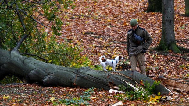 Man walks his dog past a fallen tree in a Stromovka park in Prague, Czech Republic, Sunday, Oct. 29, 2017. At least two persons have died in Czech Republic as high winds have struck the country. (AP Photo/Petr David Josek)