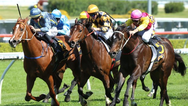 Contenders again: Guard Of Honour, Hair Trigger and Flash Fibian fight out the finish of the Heritage Stakes.