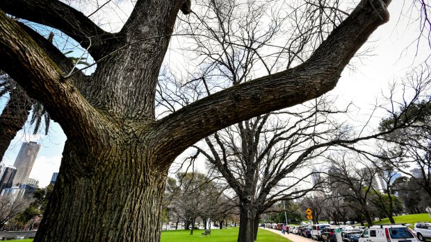 Some of the trees that were facing the chop in Domain Parklands. 