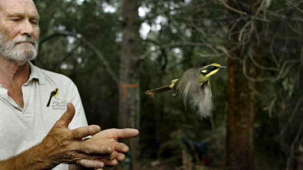 Bob Anderson releases a Helmetted Honeyeater.