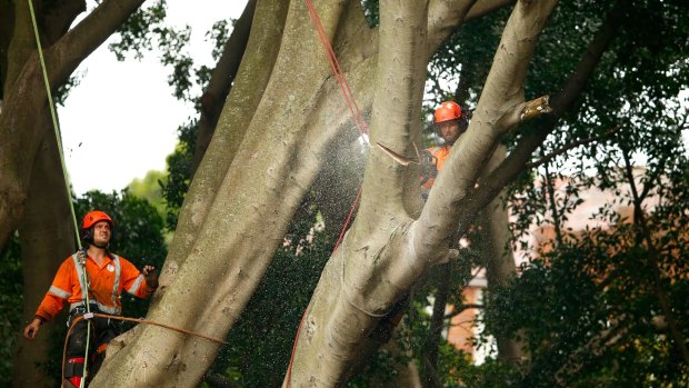 The timing of the next cull of trees will depend on the progress of light rail construction. 