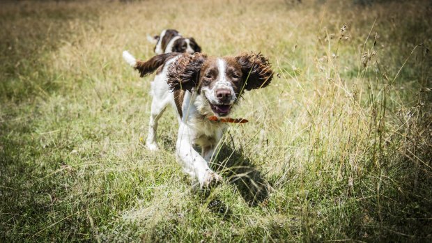 English springer spaniels Tom and Bolt  are going to find to try to find the last stubborn rabbits at Mulligans Flat. 