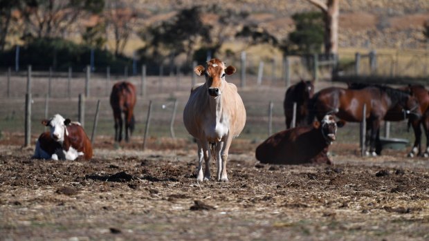 A cow near the site in Werribee where radioactive carcasses are buried. 