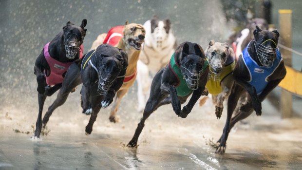 Greyhounds race at Wentworth Park.