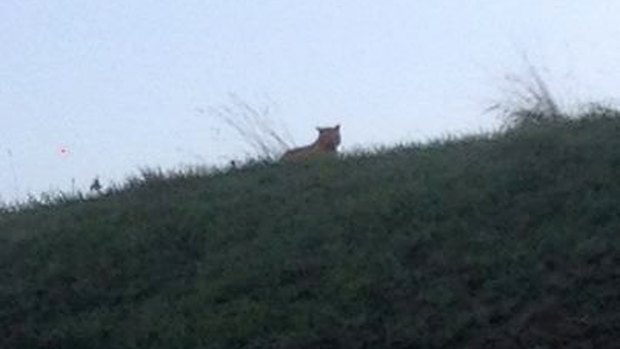 Hello: A picture taken by a passerby of what is said to be the tiger in Montevrain.