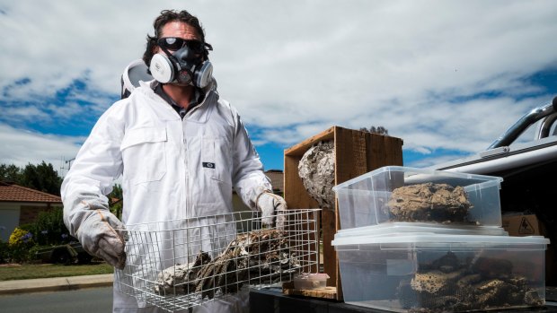 ACT pest control specialist Jim Beriesheff with wasp nests he has removed.