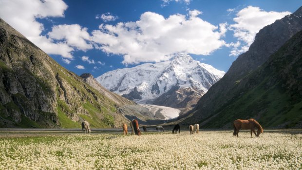 Horses graze in the picturesque mountains of Kyrgyzstan.