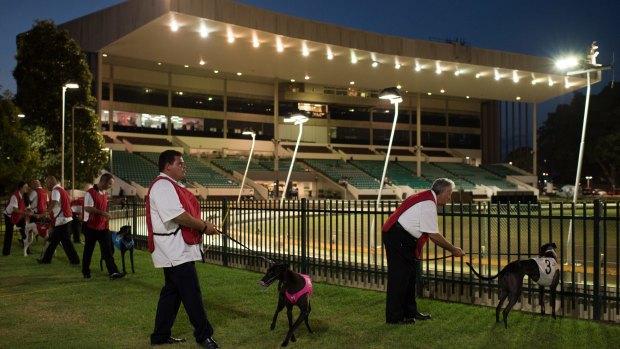 Greyhounds line up at a Wednesday night race meeting at Wentworth Park in March 2016.