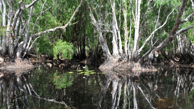 Paperbark trees reflected in a forest amid the floodplain waters at Bamurru Plains.