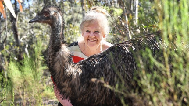Insatiable curiosity: Professor Graves with an emu at La Trobe University wildlife sanctuary. 