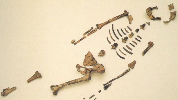 Lucy's bones are displayed in Ethopia.