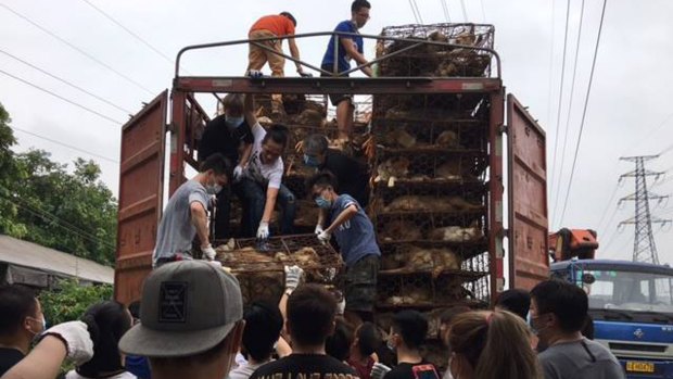 More than 100 Chinese activists rescue dogs and cats from a truck headed to slaughterhouses in Guangzhou.