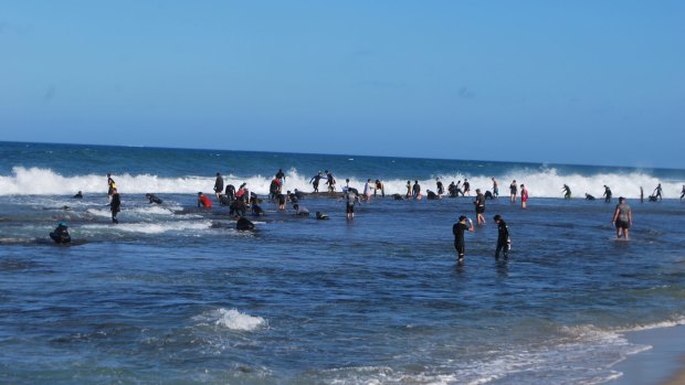 Thousands of fishers headed to Perth beaches for the first day of abalone season on November 3.