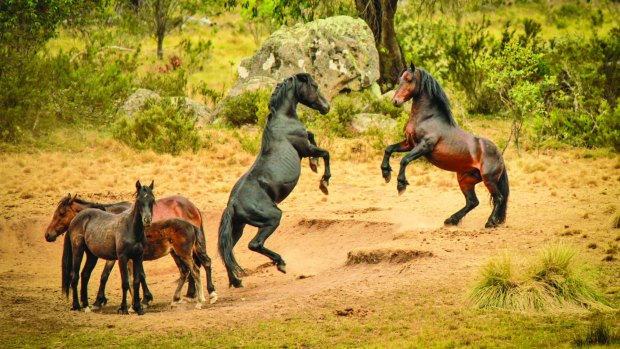 Wild beauty: A stallion fights with a rival for control of its mob.