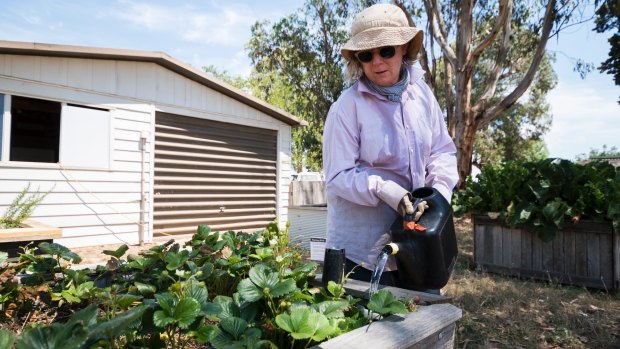 Trish McEwan waters plants at the Canberra City Farm Education Centre during Sunday's hot weather. 