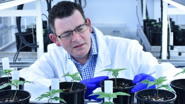 Daniel Andrews at Victoria's medical cannabis lab.