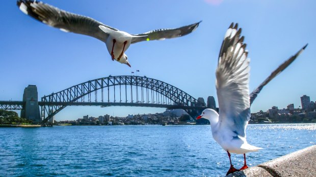 Sydney is set for a sunny and hot long weekend, forecasters say.