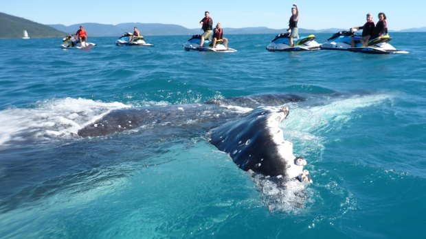 Whitsunday Jetski Tours guests enjoyed the rare experience with this young male humpback whale.