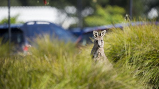 There are more than 20,000 kangaroo strikes on Australian roads each year, costing over $75 million in claims.