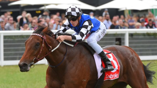 Still favoured: The Darren Weir-trained Big Duke is a key contender in the rerunning of the Sydney Cup.