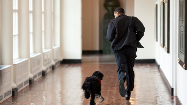 President Obama welcoming the family's puppy Bo, at the White House in 2009. 