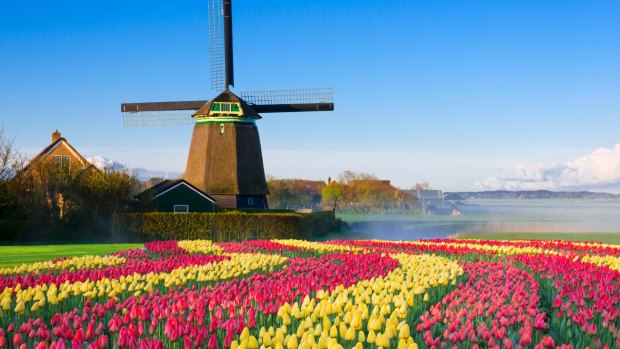 A tulip field in the Netherlands.
