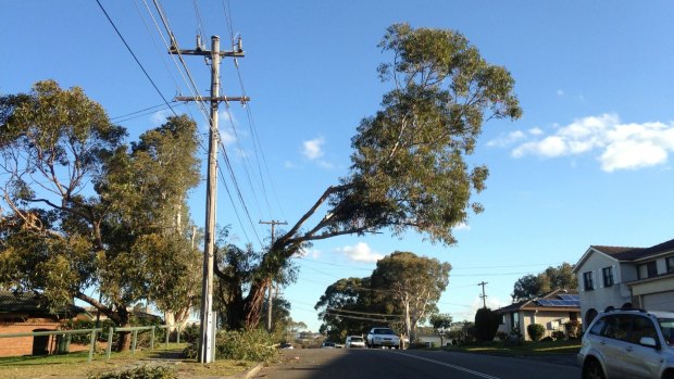 Tree pruned to clear power lines on Freya Street, Kareela.