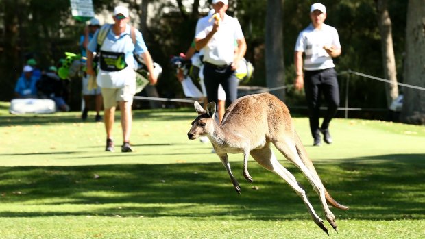 Dropping in: A kangaroo crosses the 16th fairway in Perth on Thursday.