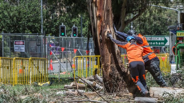 Tree removal begins on Northbourne Avenue on Monday to make way for the light rail.