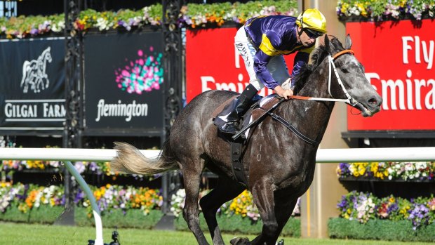 Chautauqua won through, but was boxed in for most of the Flemington straight in the Group 2 Gilgai Stakes over 1200 metres on Sunday.