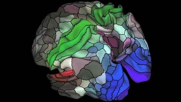 This image from an fMRI scan shows areas connected to three senses: hearing (red), touch (green) and vision (blue). The light and dark areas indicate opposing cognitive systems.