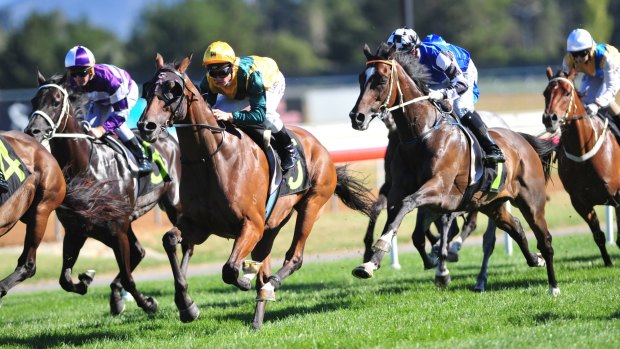 Tim Clark (green and gold) guides Hippopus to a win in the Canberra Cup.