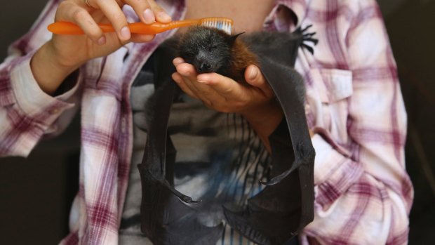 A flying fox pup is groomed with a toothbrush.